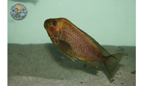Petrochromis trewavasae